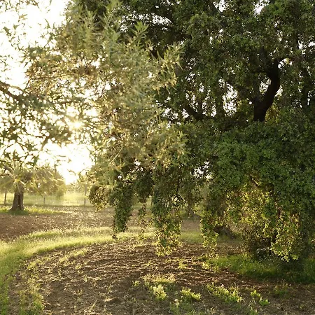 Fazenda Nova Tavira